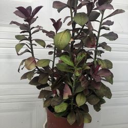 MILK BUSH OR IS KNOWN AS LECHERO AFRICANO LA PLANTA DE LA VIDA PLANT FULLY ROOTED