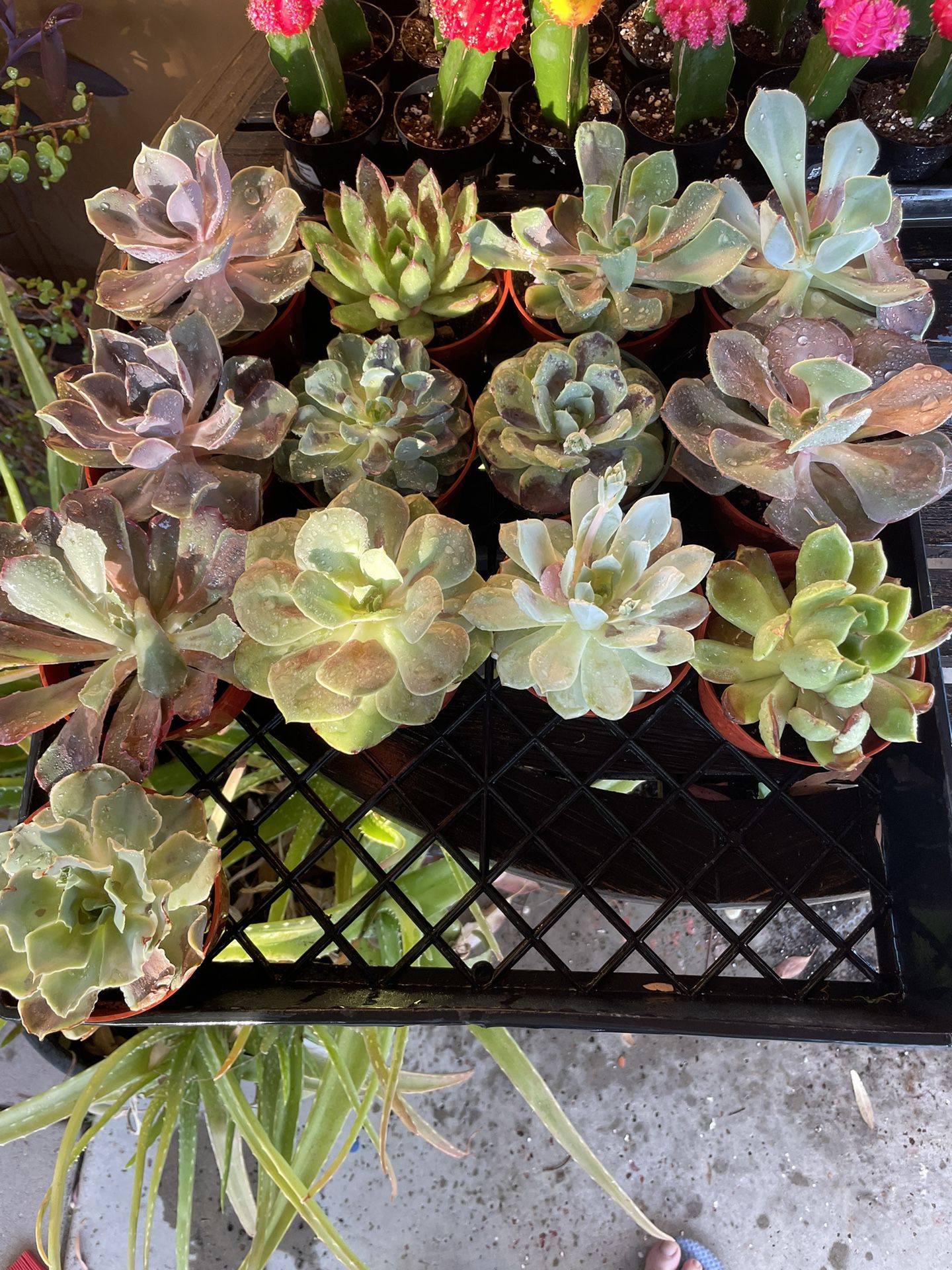 Live Succulent Plants - Gently Used