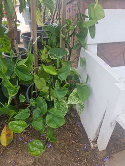 Plants