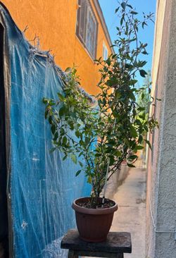 Planta de nicle muicle Plant