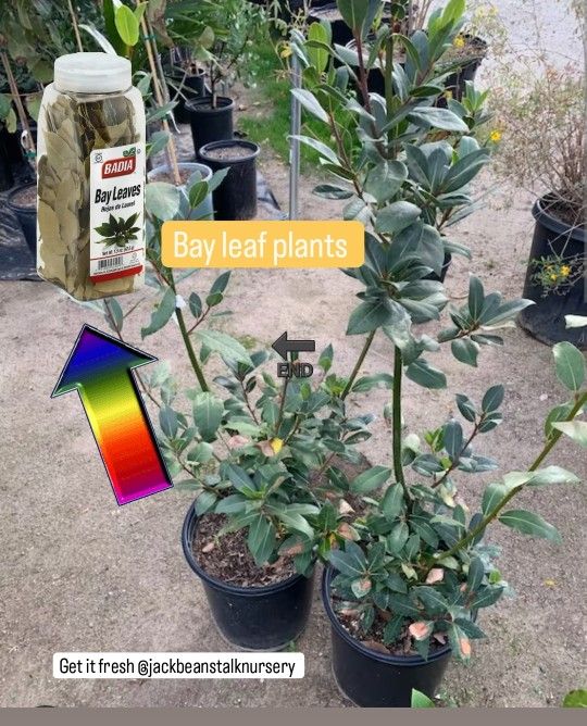 Bay Leaf Plant 🌿 Hojas De Laurel
