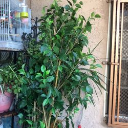 2 Arbolitos artificiales  6 Pies De Altos Muy  bonitos50 Dólares   Por Los Dos