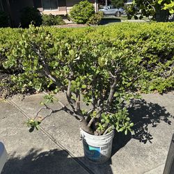 Jade plant