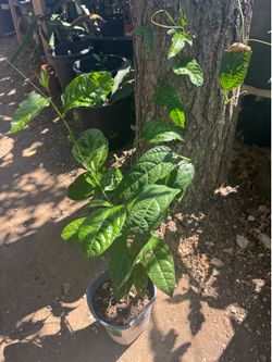 passion fruit plant