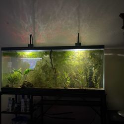 SELF SUSTAINING ECOSYSTEM TANK