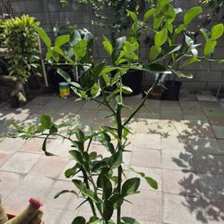Kaffir Lime Tree 