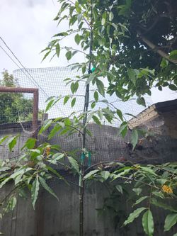 capuline tree