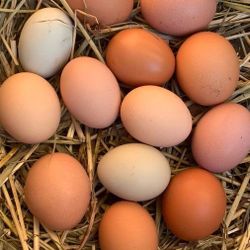 Organic-fertile hatching chicken eggs