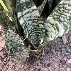 Assorted Sanseverias