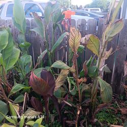 Orange flowers plant