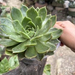 Hermosa Suculenta 