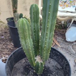 San Pedro Cactus