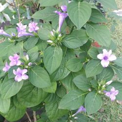 Plant Sale Most 1 Ft Tall