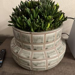 Set Of Decorative Plants