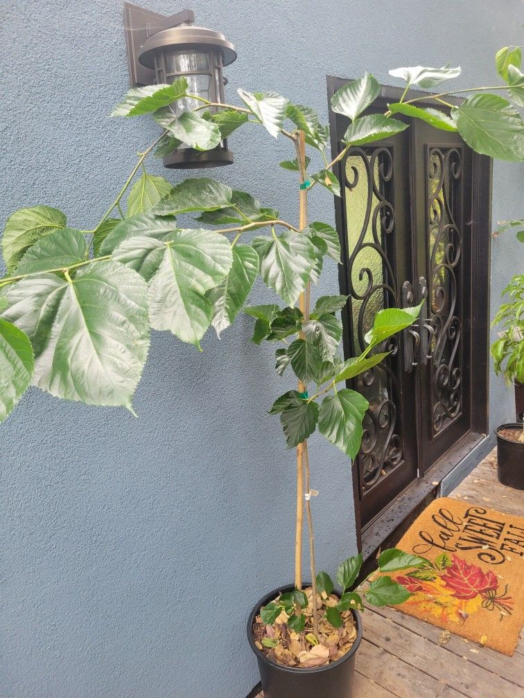 Pakistani Mulberry Tree