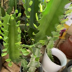 CATHEDRAL CACTUS 🌵 