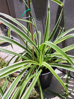 Spider 🕷 Plant