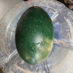 Emus Eggs For Sale 