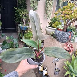 Philodendron Florida BRONZE Plant $28