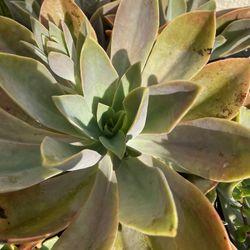 Graptoveria Succulent