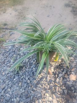 Spider Plants