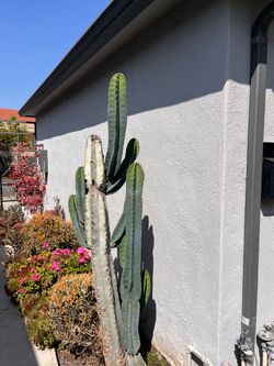 Large Peruvian Cactus Plant