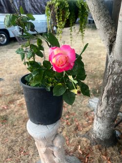 Rosas