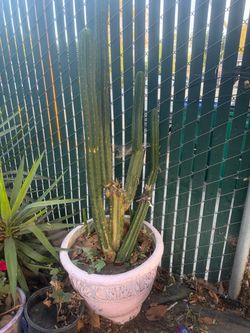 large pot 5 feet cactus gives a white flower $20