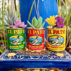 Faux Succulents in El Pato Cans