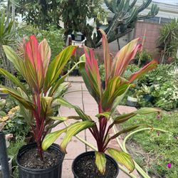 Hawaiian Cordyline 35$ Each