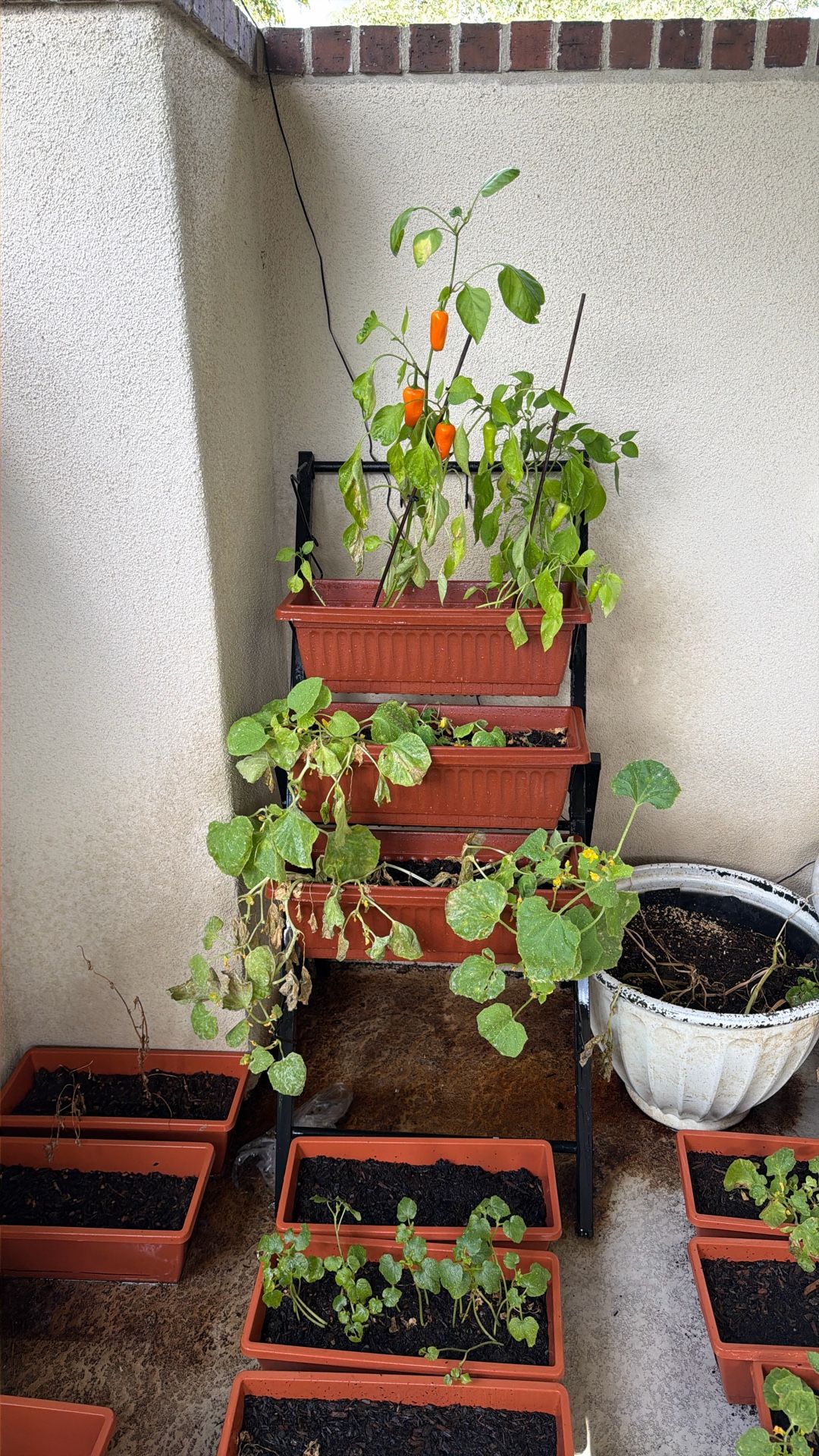 Flower Box With Plant 