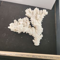 Natural White Coral Cluster
