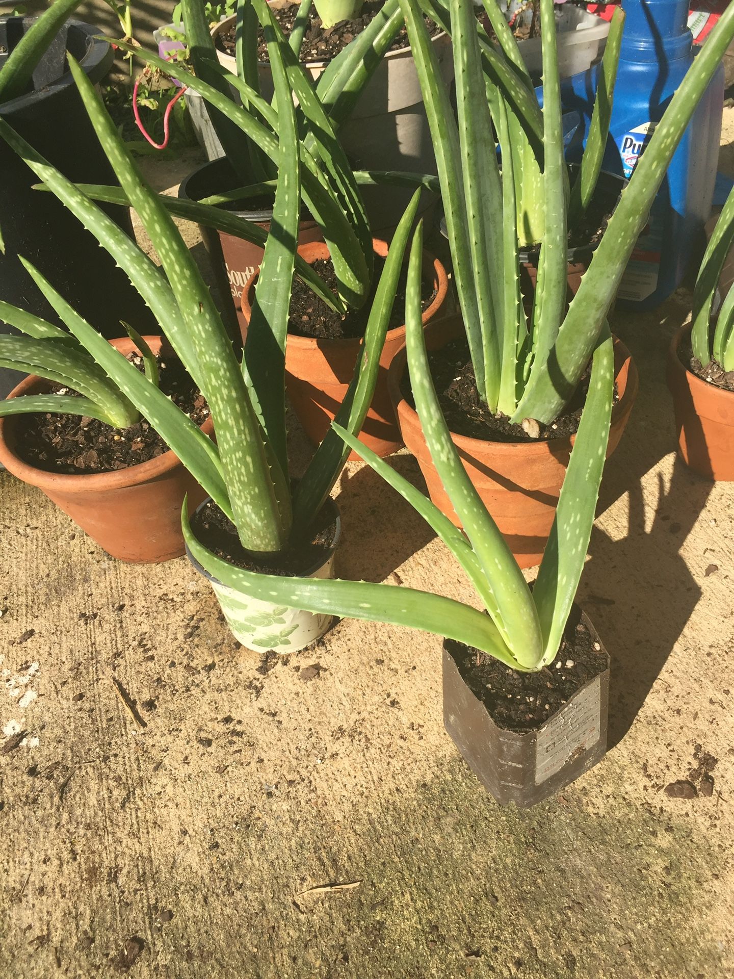 Aloe Vera Plants And Leave