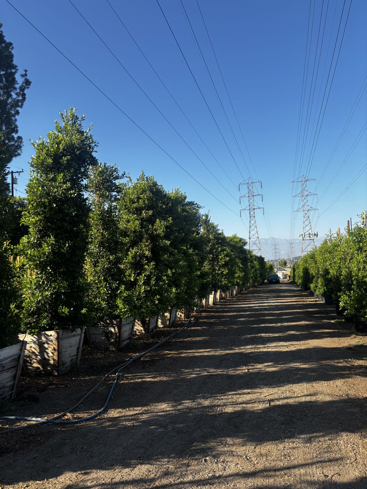 Ficus Nitida Indian Laurel