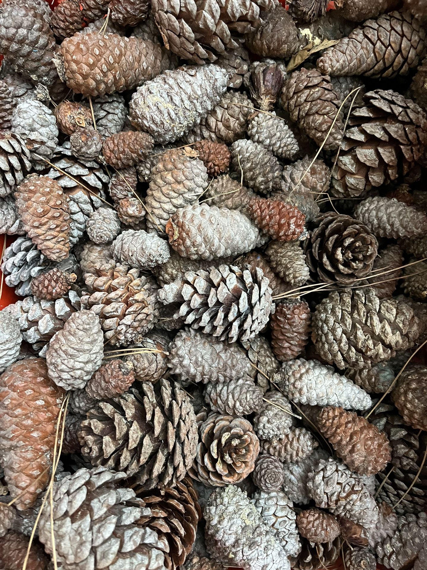 Pinecones For Craft Projects Fall Decor