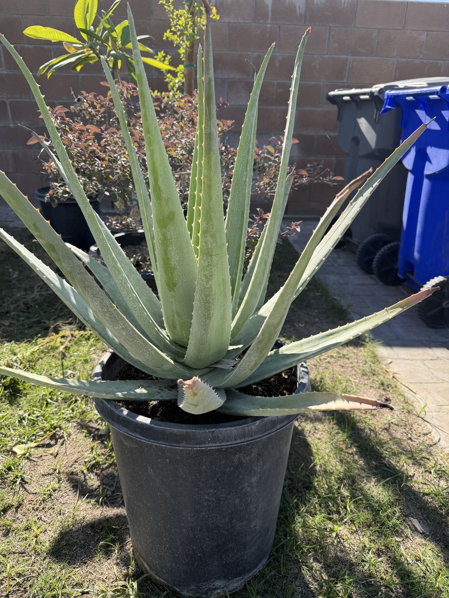 Aloe Vera – Large 15G (Big, Healthy, Sun-Ready!)