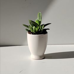 Rare variegated Gasteria Little Warty succulent plant/ indoor plant/ house plant flower patio garden