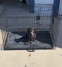 Amazon Basics Portable, Easy to Assemble, Foldable Metal Wire Dog Crate with Removable Tray, Double Door, Divider Panel, Handle, 36" x 23" x 25", Blac