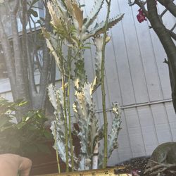 White Ghost Cactus / Euphobia Lactea Variegated