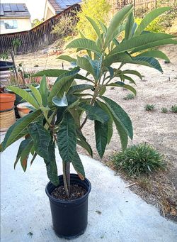 Loquad trees $40