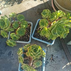 Fabulous tree roses succulent 10  yrs old aeomium best deal 3 pots $99
i have 3 pots for sale from this 10  yrs old aeomium blushing beauty

$45 each 