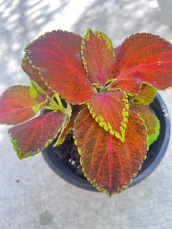 Beautiful Oxford Street Coleus Plant