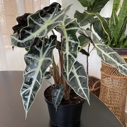Alocasia Polly