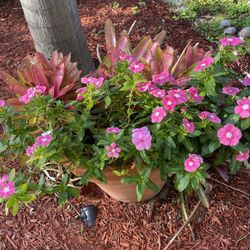 Decorative Pot With Plants