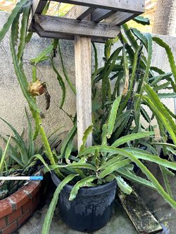 Dragon Fruit  Plant 