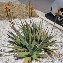 ALOE VERA PLANTS 