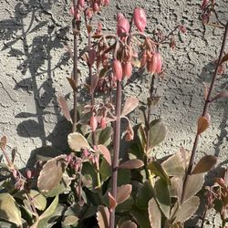 Lavender Scallops (Kalanchoe) Plant Almost In Bloom-$10 Each 