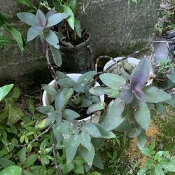 Purple Heart Plant 