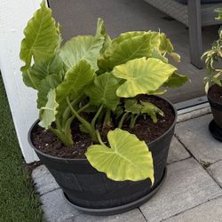 Set of 3 Plat Pots Different Sizes - Barrel Style