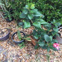 Strong Beautiful Hib . Plant With Clay Pot